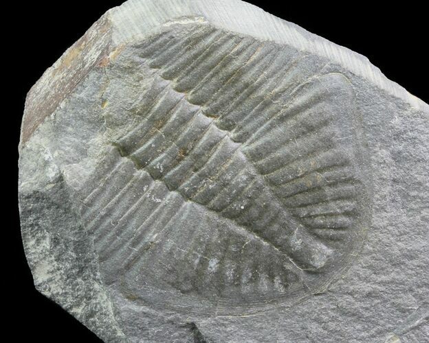 Partial Ogyginus Cordensis - Classic British Trilobite #75924